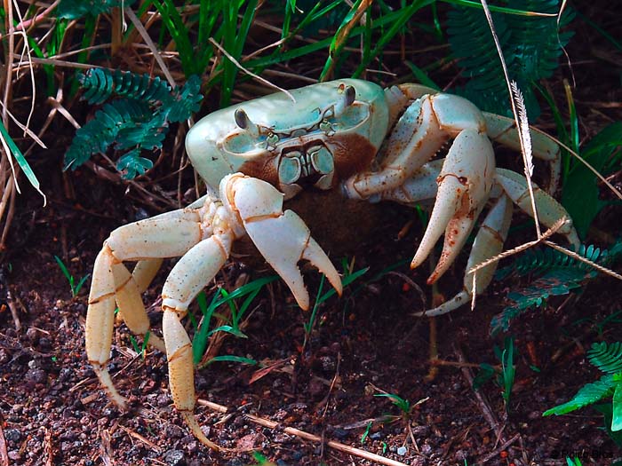 Crabe