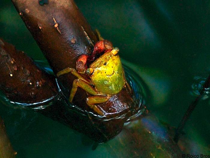 Crabe jaune