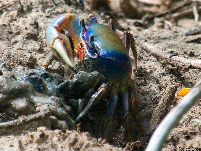 Crabe bleu