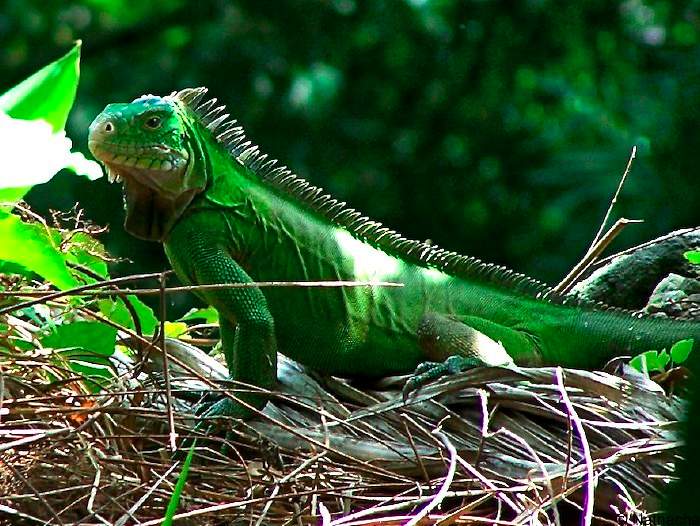 Iguane vert