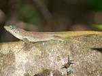 Anolis