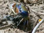 Crabe bleu