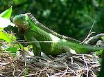 Iguane