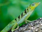 Anolis