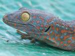 Gros mabouya Gekko gecko