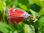 Papillon rouge