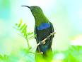 Colibri fal-vert