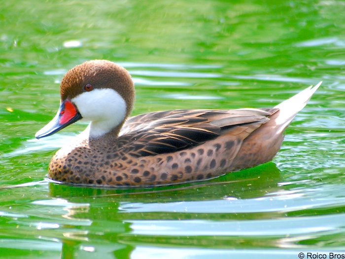 Canard des Bahamas