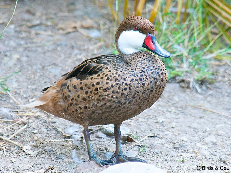 Canard des Bahamas