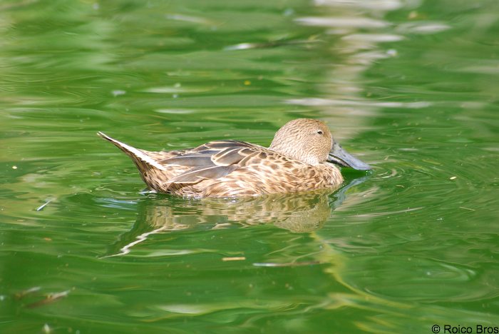 Canard Souchet