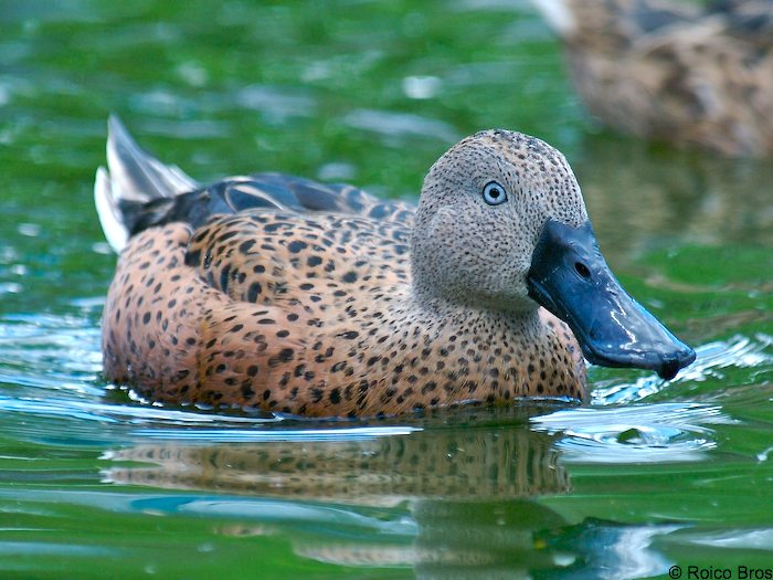 Canard Souchet