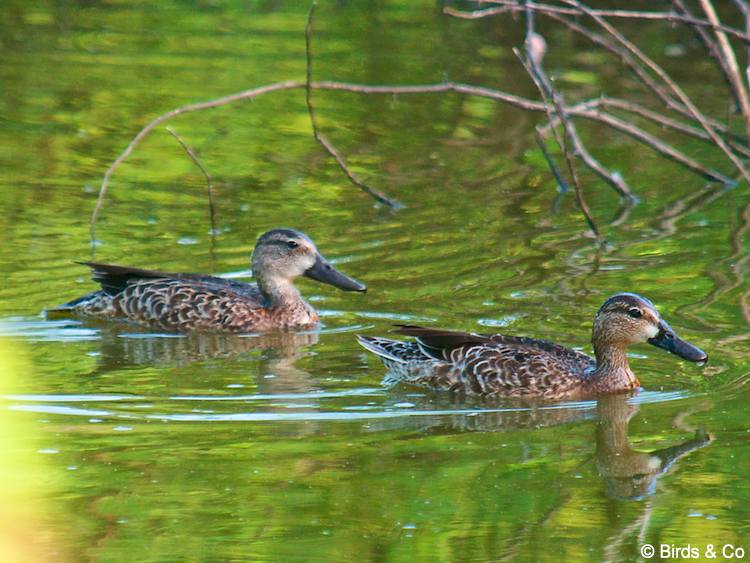 Sarcelle à ailes bleues