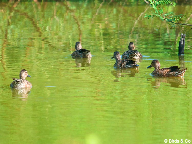 Sarcelle à ailes bleues