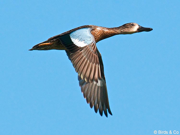 Sarcelle à ailes bleues