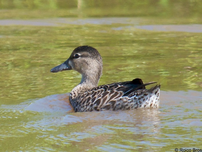 Sarcelle à ailes bleues