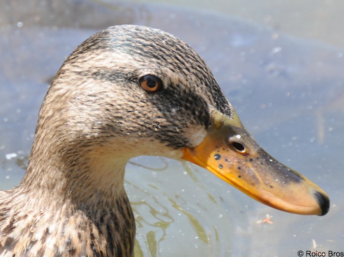 Canard colvert