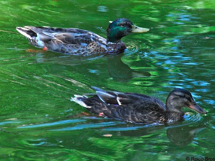 Canard colvert