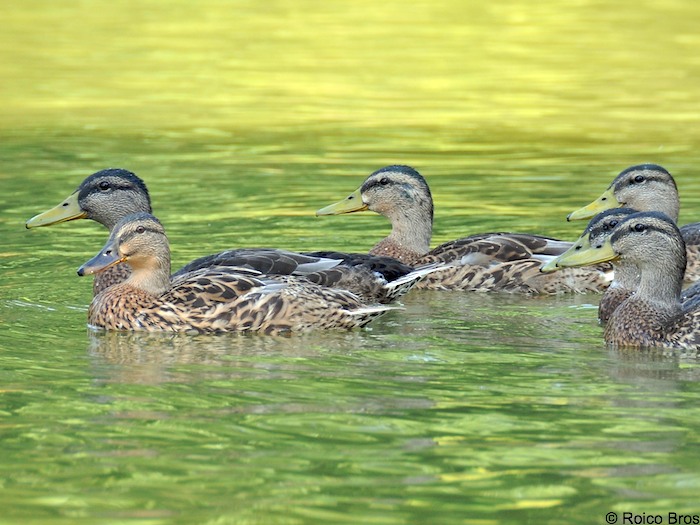 Canard colvert