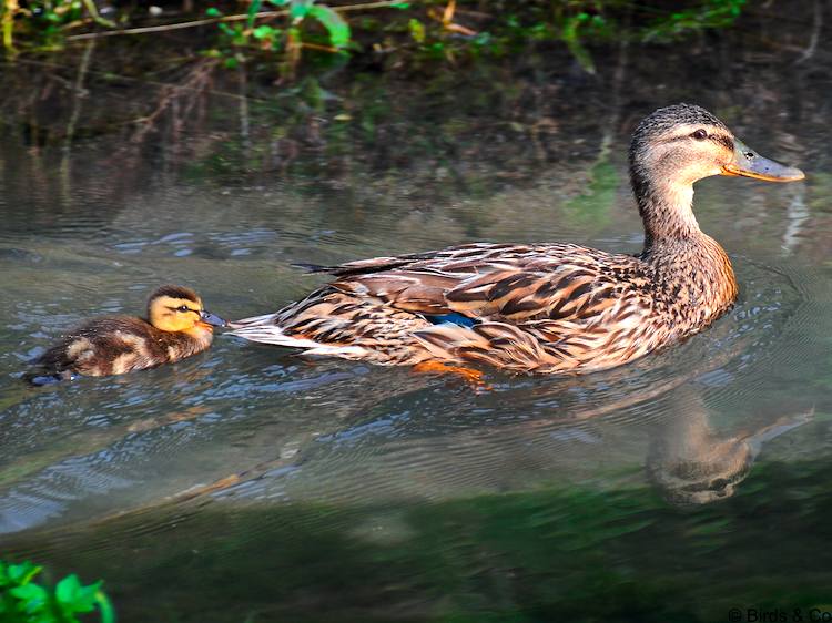 Canard colvert