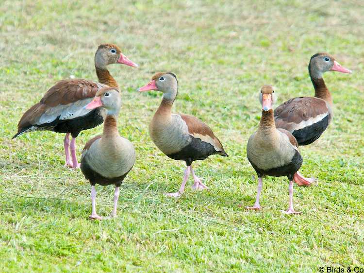 Dendrocygne à ventre noir