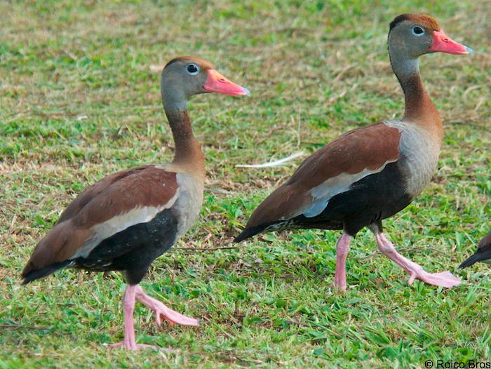 Dendrocygne à ventre noir