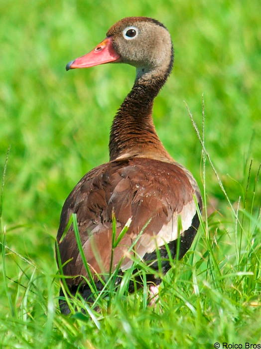 Dendrocygne à ventre noir