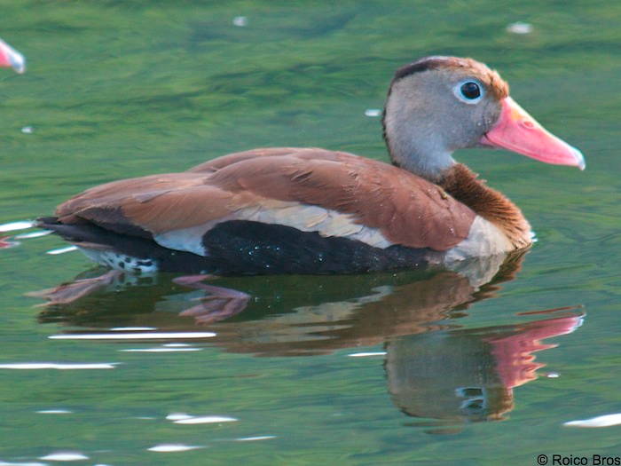 Dendrocygne à ventre noir