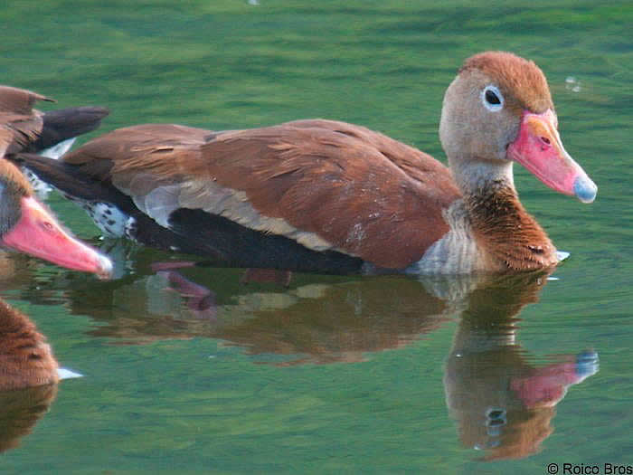 Dendrocygne à ventre noir