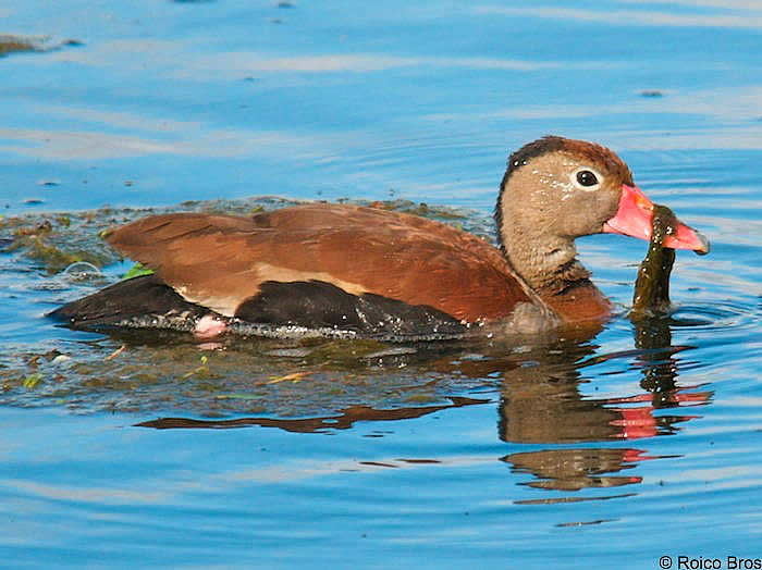 Dendrocygne à ventre noir