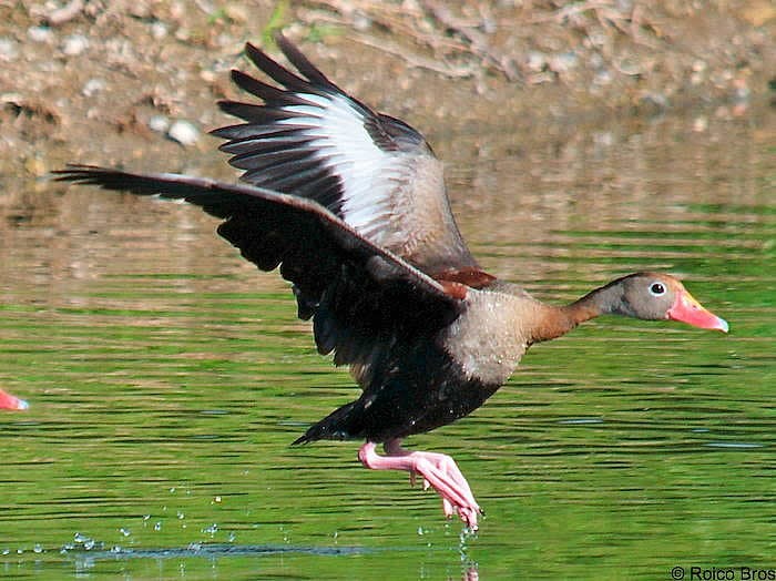 Dendrocygne à ventre noir