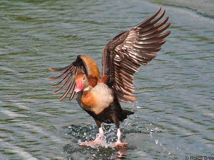 Dendrocygne à ventre noir