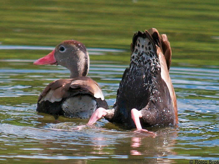 Dendrocygne à ventre noir