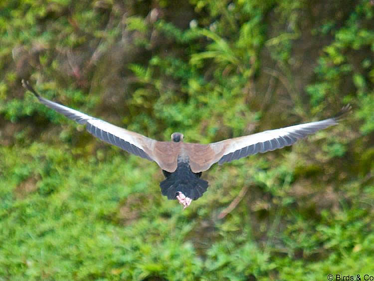 Dendrocygne à ventre noir