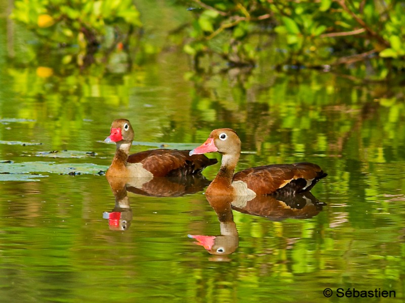 Dendrocygne à ventre noir