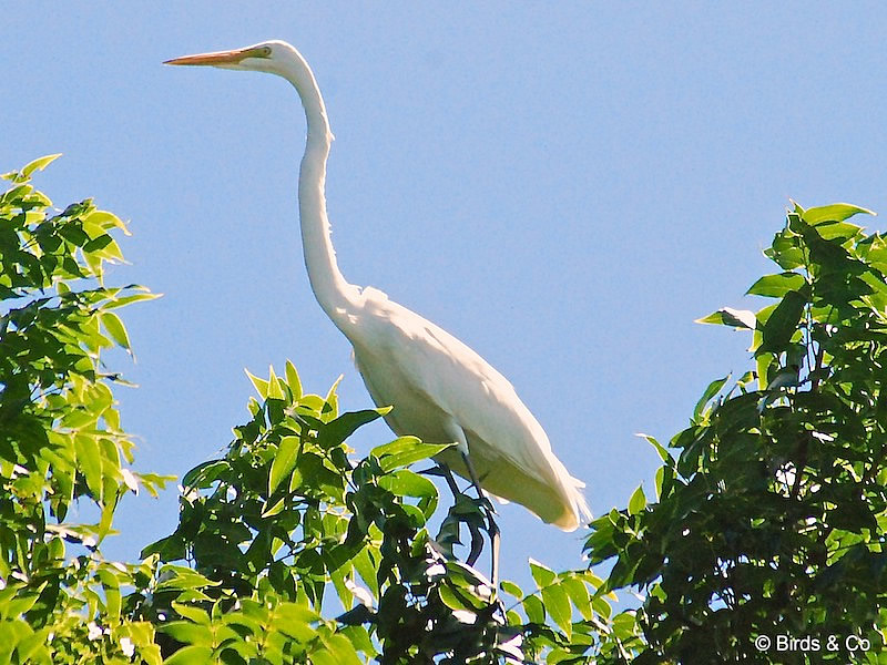 Crabier blanc