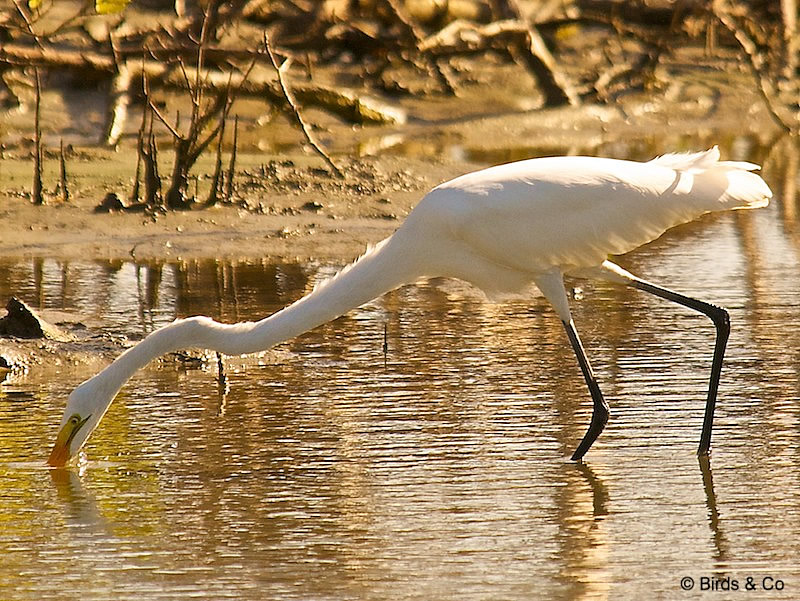 Crabier blanc