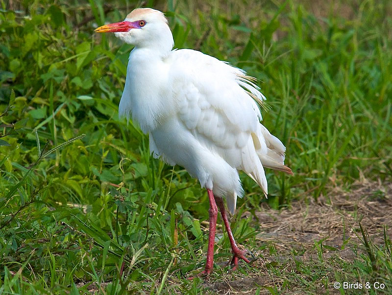 Aigrette pique-bœuf