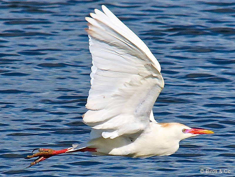 Aigrette pique-bœuf