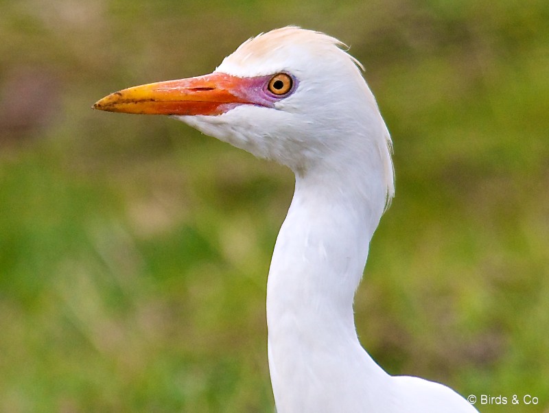 Aigrette pique-bœuf