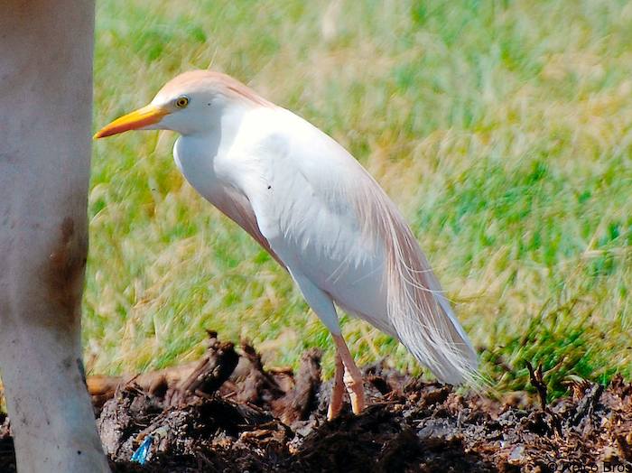 Aigrette Pique-bœuf