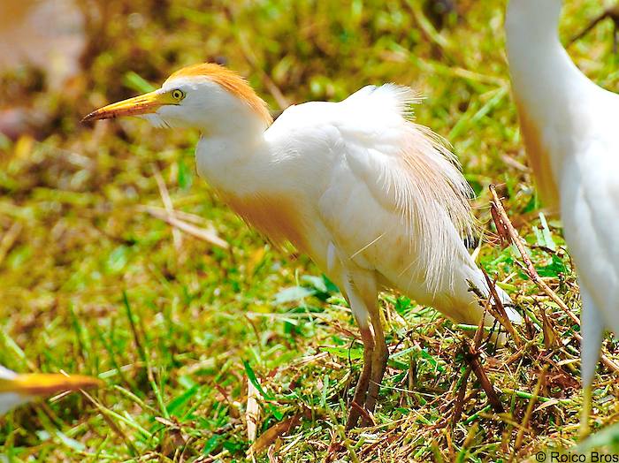 Aigrette Pique-bœufs