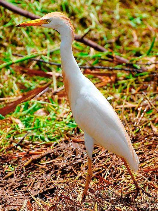 Aigrette Pique-bœufs