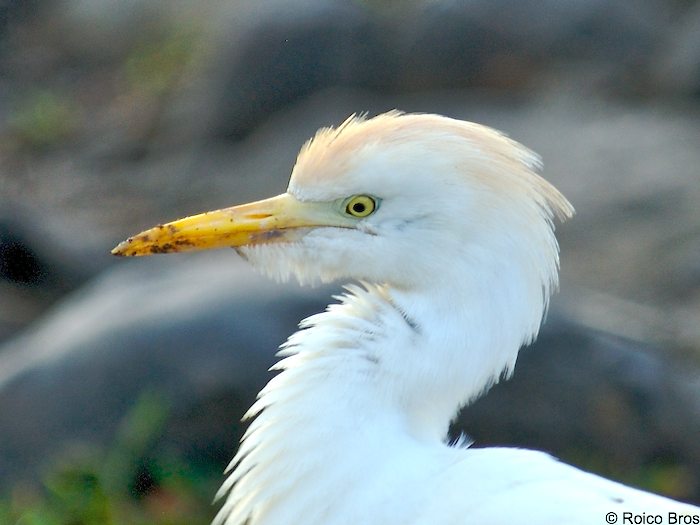 Aigrette Pique-bœufs