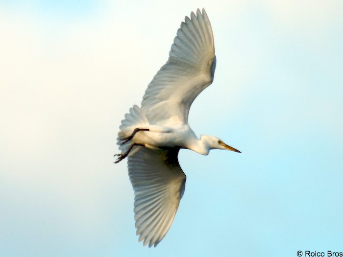 Aigrette Pique-bœufs