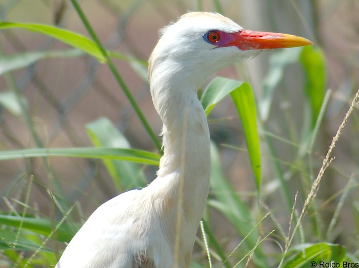 Aigrette Pique-bœufs