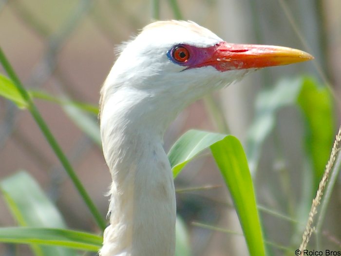 Aigrette Pique-bœufs