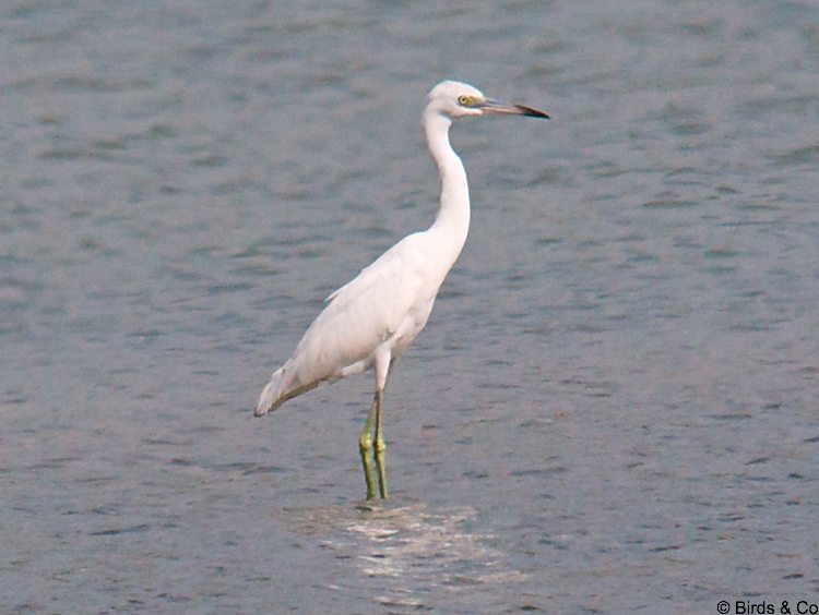 Aigrette bleue