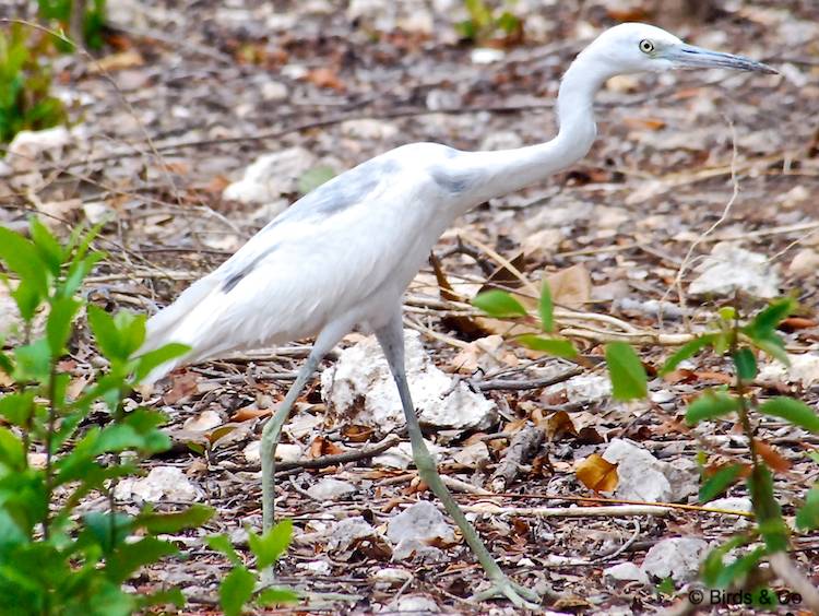 Aigrette bleue