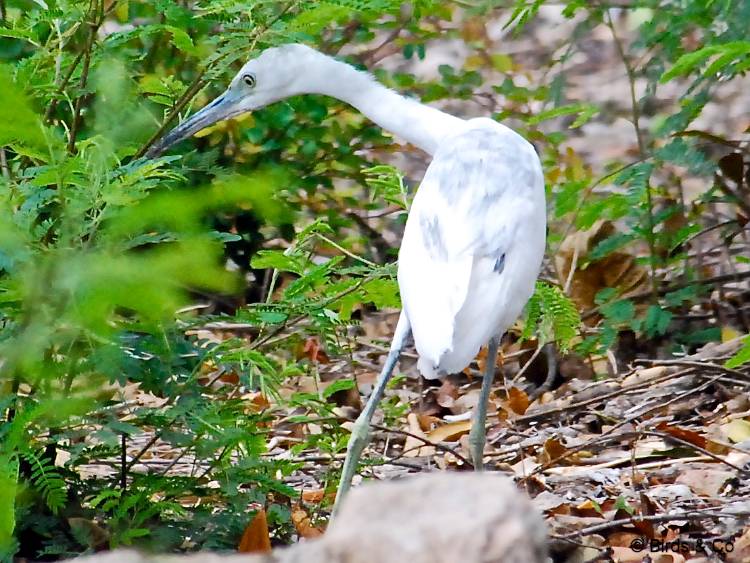 Aigrette bleue