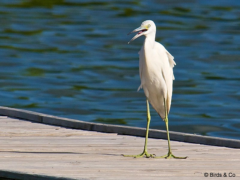 Aigrette bleue